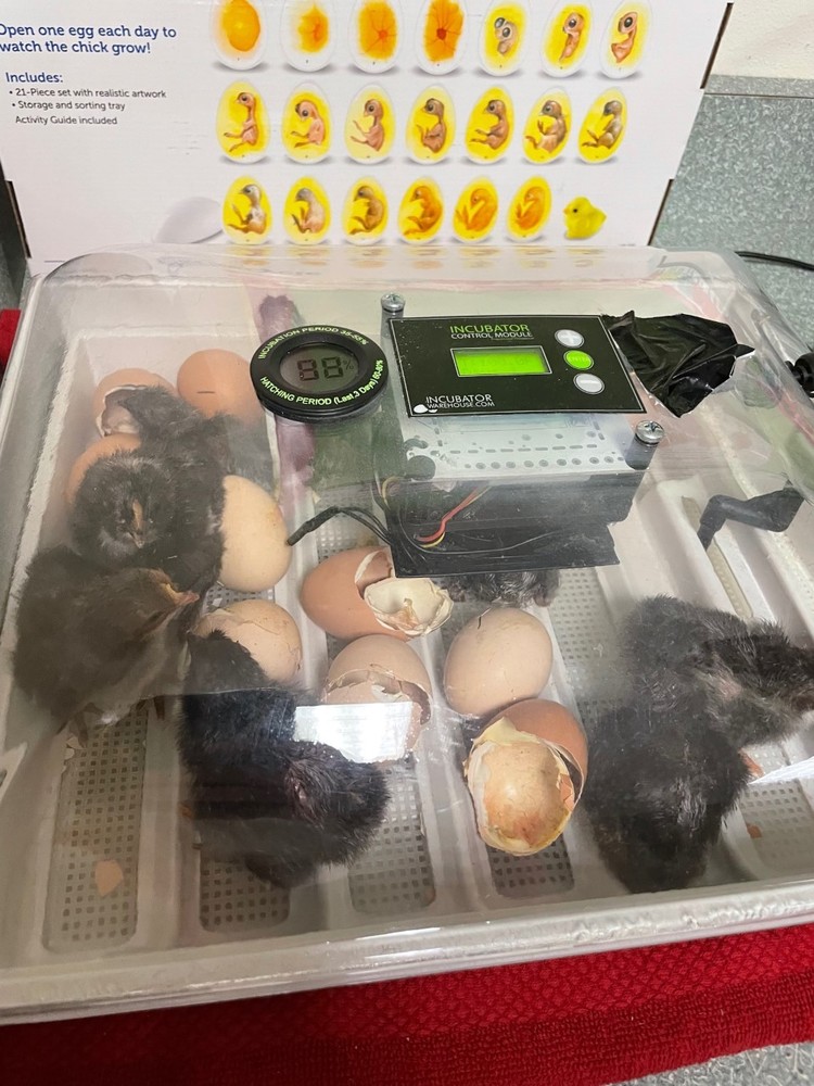 Chicks hatch in kindergarten incubator