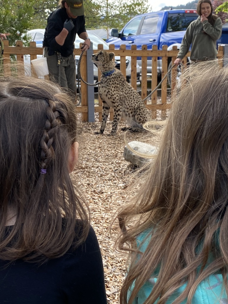 wildlife safari